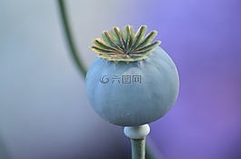 野罌粟,種子盒,罌粟