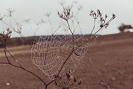 蜘蛛網,網絡,蜘蛛