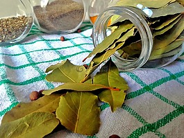 月桂叶,海湾叶,香料