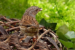 动物,鸟,dunnock