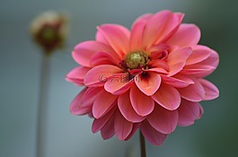大麗花,盛開(kāi),花