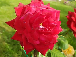 玫瑰,紅玫瑰,鮮花