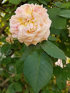 玫瑰,鮮花,夏天