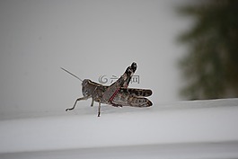 蝗虫,昆虫,纸牌游戏