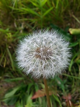 蒲公英,花,自然