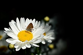 雛菊,蝴蝶,夏白