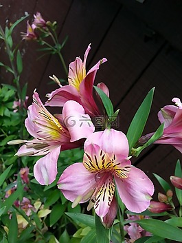 印加百合,秘魯百合,六出黃花