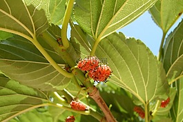 植物,西班牙,異國情調(diào)
