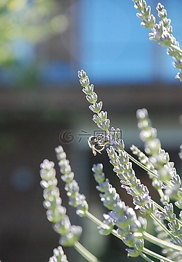 熏衣草,開花,蜜蜂