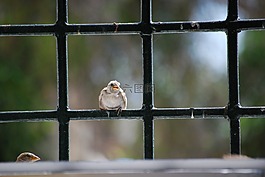 鳥,稱雄,看看