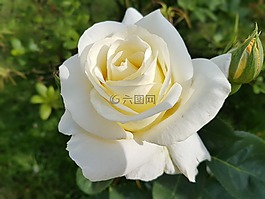 玫瑰,白色的玫瑰,鮮花