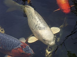 錦鯉,池塘,水