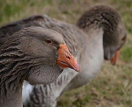 鵝,動物,鳥