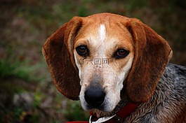 狗,小獵犬,動(dòng)物