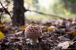 秋季,性質(zhì),蘑菇
