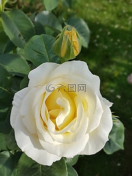 玫瑰,白色的玫瑰,鮮花