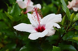 花,蘭花,開花
