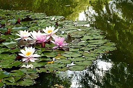 睡蓮,廠,nimphaea