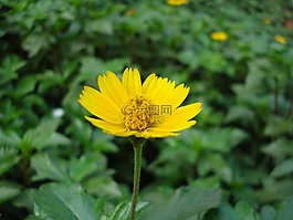 金盏花,花,自然