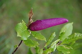 芽,玉蘭,紫