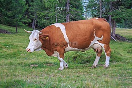 牛,牛肉,阿爾姆
