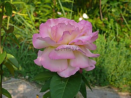 玫瑰,花卉,粉紅色的玫瑰