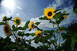向日葵,黄色,对方向