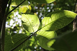 葉,太陽(yáng),生活