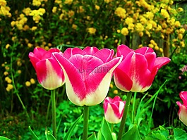 郁金香,花卉,花園