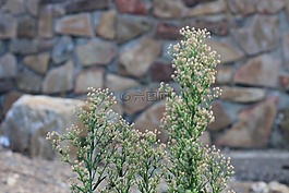 植物,性質(zhì),綠色