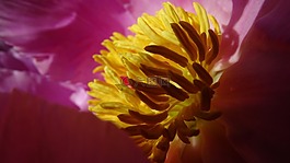 雄蕊,性質(zhì),花卉