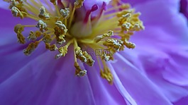 雄蕊,性質(zhì),花卉