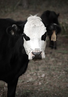 牛,哺乳動物,動物