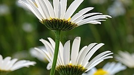 margriet,花卉,黄心脏