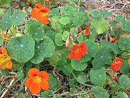 鮮花,橙花,自然