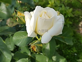 玫瑰,白色的玫瑰,鮮花