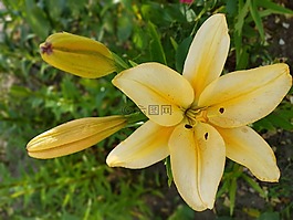 百合,鮮花