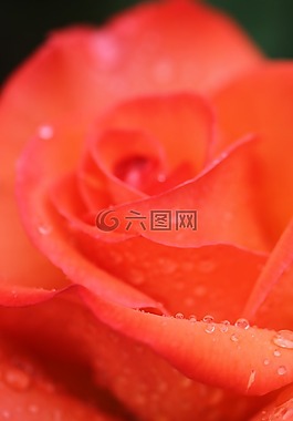 玫瑰,玫瑰綻放,鮮花