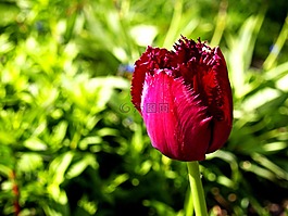 郁金香,紅色,鮮花