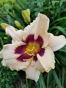 百合,鮮花