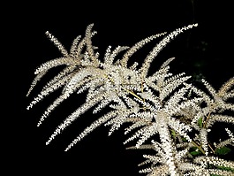 植物,鲜花,parzydło森林
