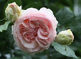 玫瑰,玫瑰綻放,鮮花
