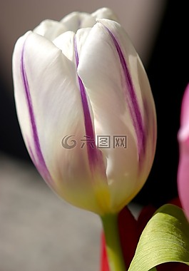 郁金香,白,春天