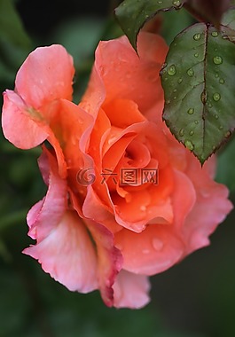 玫瑰,玫瑰綻放,花