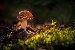 飛木耳,森林,苔