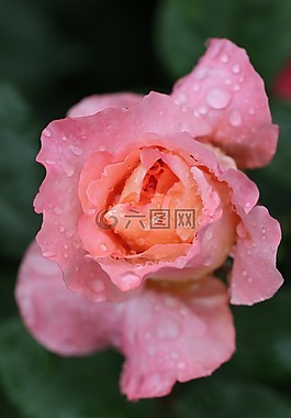 玫瑰,花,玫瑰綻放