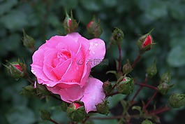 薔薇,粉紅色,鮮花