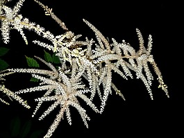 植物,鲜花,parzydło森林