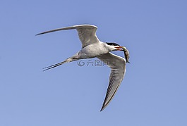 鳥,釣魚,自然
