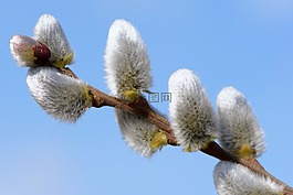 牧場,毛,性質(zhì)